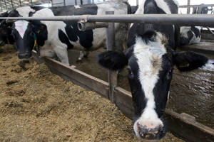 Baltarusiai ir ukrainiečiai laukiami Lietuvos ūkiuose