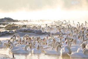 Ragina dar nelesinti paukščių: pridarysite bėdos