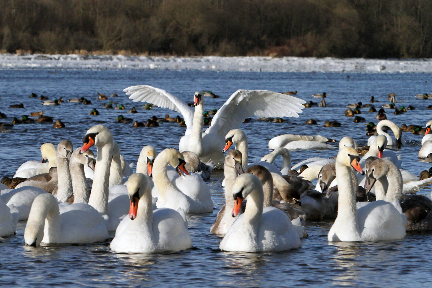 Kol dideli šalčiai nepaspaudė, lesinti paukščių nederėtų.<br>M.Patašiaus nuotr.