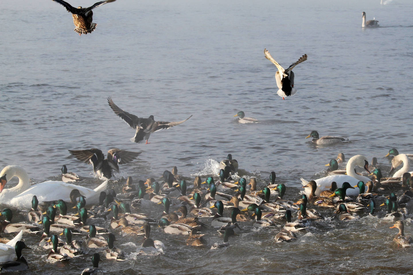 Kol dideli šalčiai nepaspaudė, lesinti paukščių nederėtų.<br>M.Patašiaus nuotr.