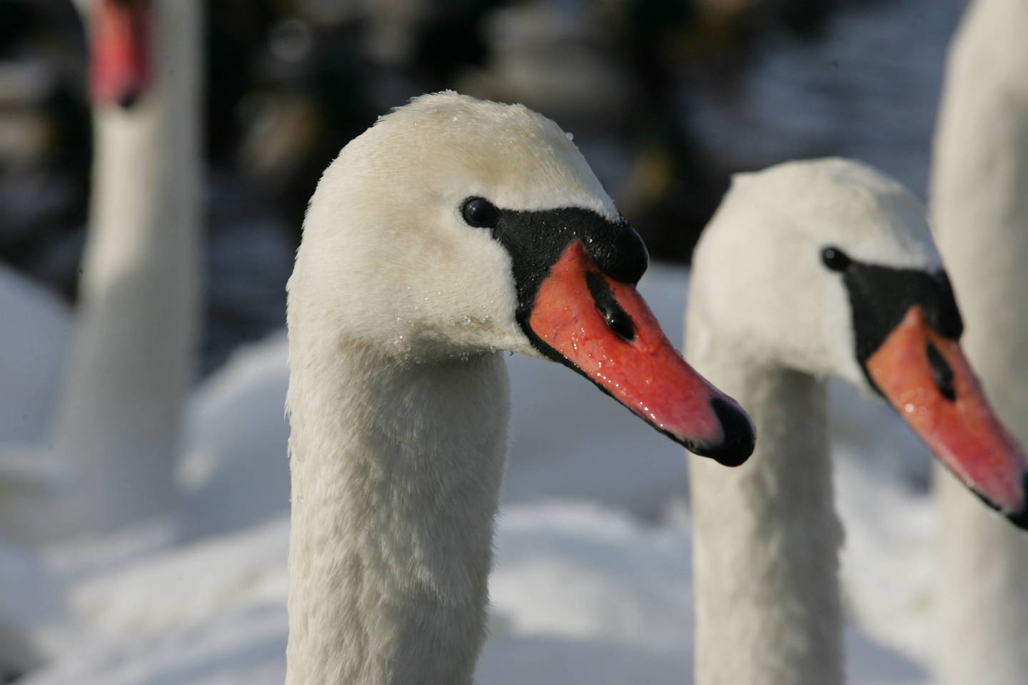 Kol dideli šalčiai nepaspaudė, lesinti paukščių nederėtų.<br>M.Patašiaus nuotr.