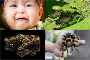 Tėvas 8 mėnesių dukrai padovanojo pitoną. Laukia tarantulas ir krokodilas