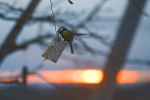 8 idėjos, kuo lesinti žiemoti likusius paukščius