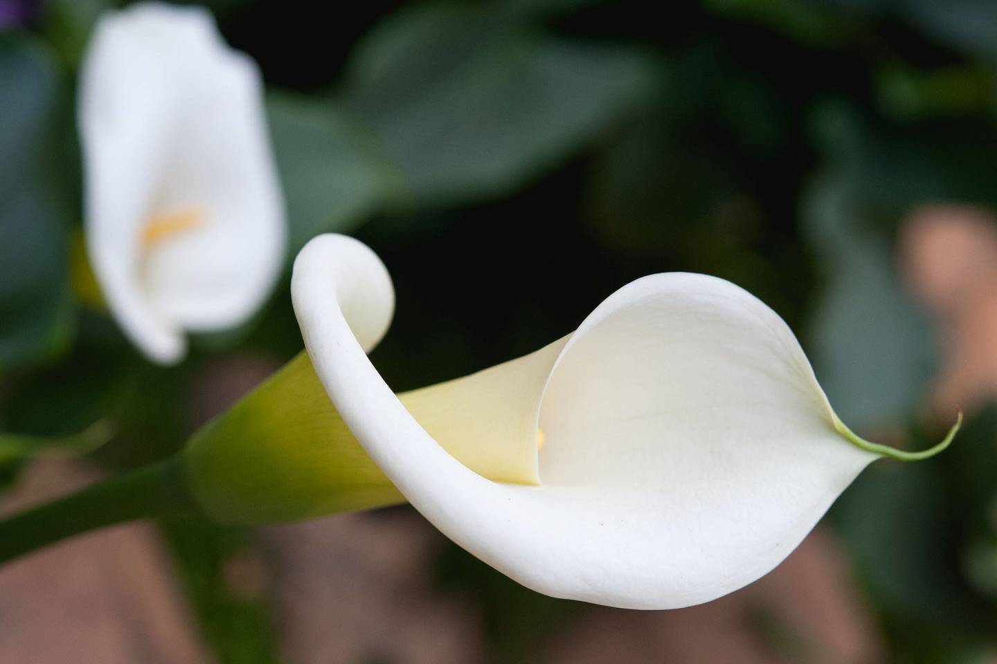  Vietoje didžiulių, užuojautos žodžiais apipintų vainikų, vis dažniau prašoma atnešti paprastą baltos gėlės žiedą.<br> 123rf nuotr.