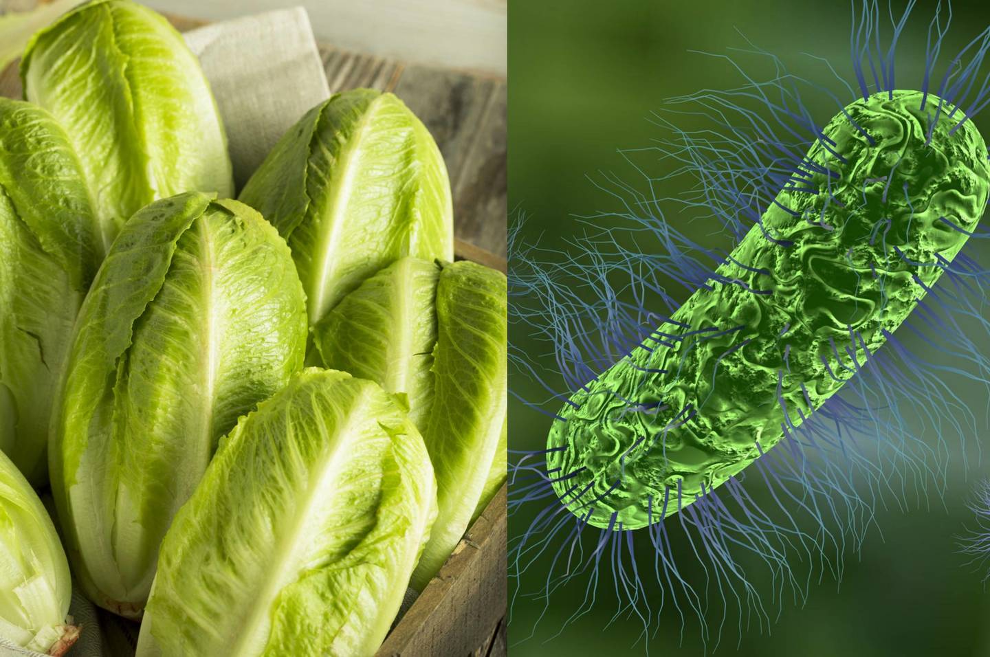  Kai kurios E.coli bakterijos gali gaminti toksiną, kuris sukelia nemalonius bei sveikatai pavojingus simptomus.<br> 123rf.com nuotr.