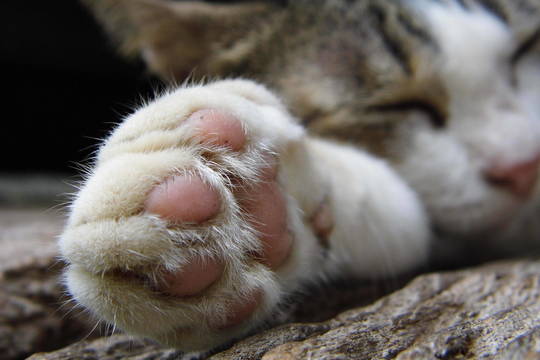 9 faktai apie kačių letenėles, kurių greičiausiai nežinojote