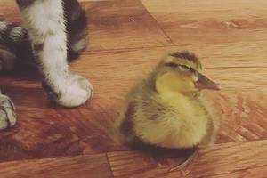 Pamatykite: našlaitę antį užaugino katės. Dabar ji laiko save kate