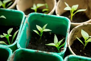 Bunda pomidorų augintojai – pirmieji jų patarimai