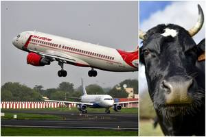 Oro uoste lėktuvams nusileisti sutrukdė netikėtas svečias