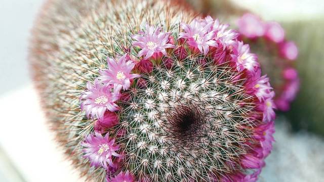 Botanikos paslaptys, kad kaktusai džiugintų ne tik spygliais, bet ir žiedais