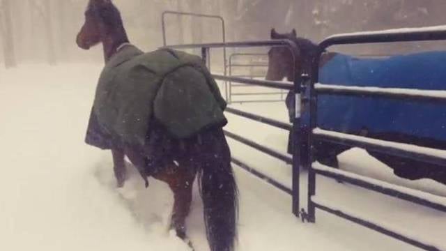 Plinta it virusas: žirgų reakcija į sniegą sulaukė milžiniško populiarumo 
