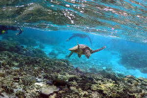 Siūlo milijonus, kad išgelbėtų sparčiai nykstantį koralinį rifą