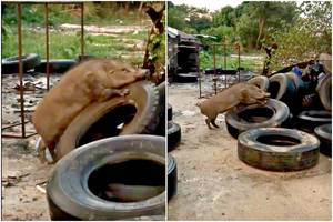 Meilės ištroškęs šernas smaginosi su trimis nudėvėtomis padangomis