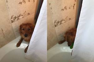 Pamatęs, kad šeimininkas maudosi, šuo nusprendė jį „išgelbėti“