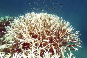 Australija siūlo premiją už rifo išgelbėjimą