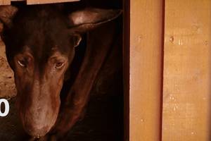 Sadizmas Lietuvoje – pakorė šunį savo kieme ant obels