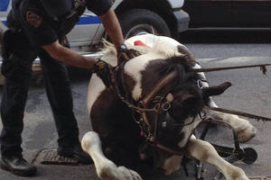 Girtas vyras trenkė policijos žirgui