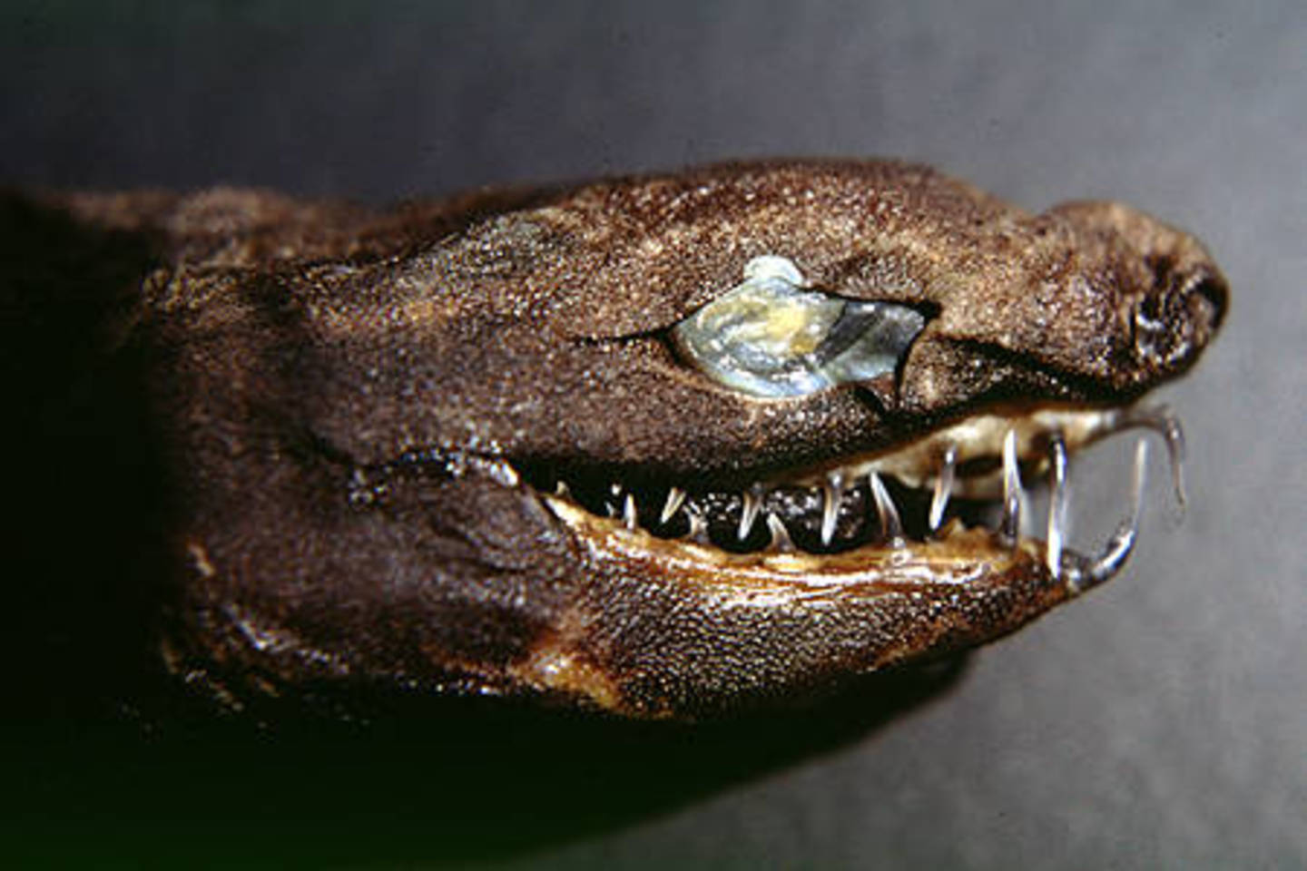  Gyvatiniai dygliarykliai pirmąsyk aptikti tik 1986 metais.<br> S.M.Kajiura (wikipedia.org) nuotr. 