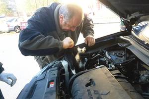 Automobilio variklio skyriuje įstrigusią katę išlaisvino panevėžietis