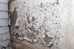 Mokslų daktaras aiškiai išdėstė, kaip kovoti su pelėsiu   