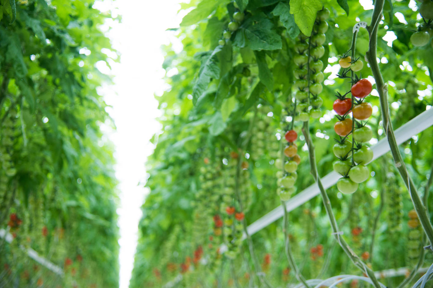   Lietuviškų pomidorų derliumi džiaugsimės jau balandžio pradžioje.<br> Asmeninio archyvo nuotr.