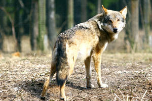 Dėl nykstančių vilkų organizuoja piketą prie Norvegijos ambasados