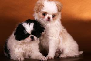 Svajonių šuo: mažieji samurajai ir gracingosios geišos