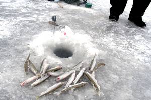 Kuršių mariose po ledu spurda stintos – prasidėjo žiemos žūklės karštligė