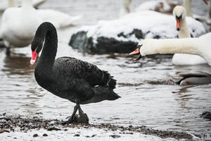 Tarp kauniečių lesinamų gulbių – ir juodoji gražuolė
