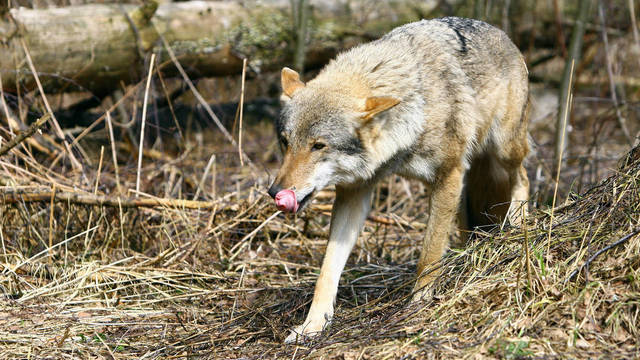 Vilkų naikinimo planas Norvegijoje šiurpina ir lietuvius