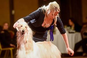 Prabangos apsuptyje Vilniaus rajone išrinktas pats gražiausias Baltijos šalyse šuo