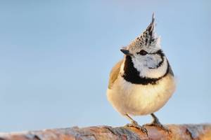 Prie namų atskrenda paukščiai? Ornitologai turi gerą žinią