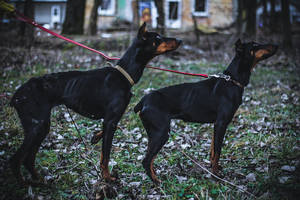 Emigranto ūkyje – išbadėję gyvūnai: dobermanių būklė pašiurpino