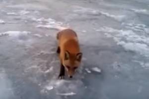 Lapė papirko rusų žvejį savo elgesiu ir gavo, ko nusipelnė