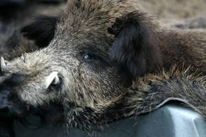 Lenkijoje šernas įsiveržė į bažnyčią, teko kviesti policiją