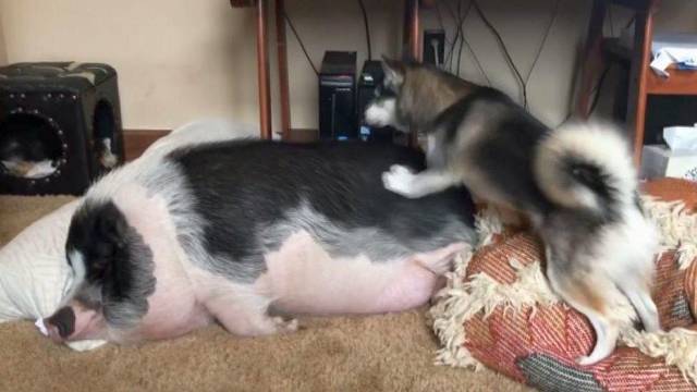 Kuriozinė šuns ir miegančios kiaulės akistata juokina tūkstančius internautų