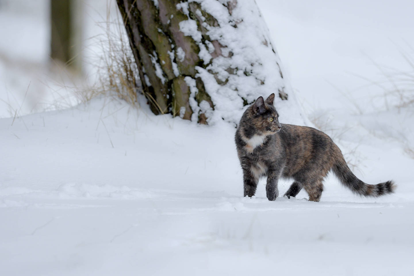 Ilgai veikiant pavojingai žemai temperatūrai, gyvūnui gali iškilti nušalimų ar hipotermijos pavojus, kuris kyla, kai organizmas nebegali išlaikyti normalios kūno temperatūros.<br>V.Ščiavinsko nuotr.
