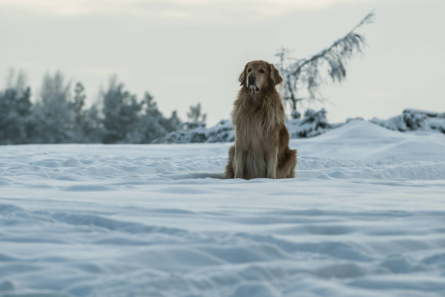 Ilgai veikiant pavojingai žemai temperatūrai, gyvūnui gali iškilti nušalimų ar hipotermijos pavojus, kuris kyla, kai organizmas nebegali išlaikyti normalios kūno temperatūros.<br>V.Ščiavinsko nuotr.