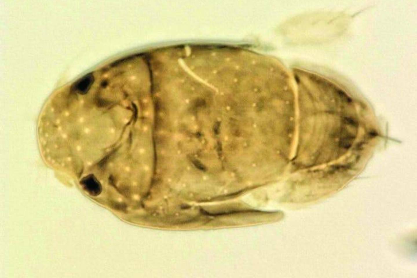 Remdamiesi k8no sandara, mokslininkai mano, kad megapropodiphora arnoldi yra parazitas.<br> Briano Browno nuotr.