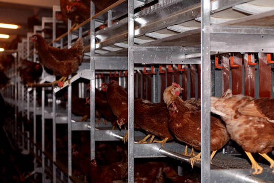 Neprastas sandoris: „Vievio paukščiai“ perka „Vievio paukštyną“ 