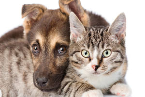 Ištyrė kačių ir šunų savininkus. Nustatė, kurie daugiau uždirba