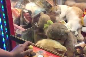 Pamatę, ką galima laimėti žaidimų automatu, negalėjo sulaikyti juoko