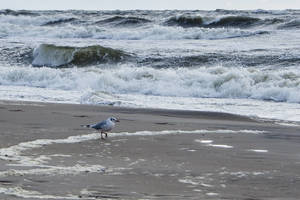 Baltija ardo apsauginį Palangos kopagūbrį