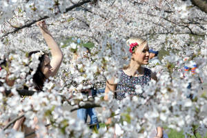 Kaune bus gražiau – Nemuno saloje vėl žydės sakuros