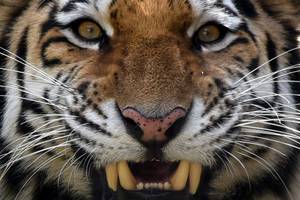 Rusijoje tigras užpuolė medžiotoją: galvoje liko plėštinės žaizdos