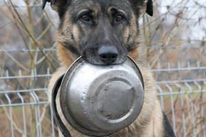 Į naujus namus iš „Grindos“ prieglaudos iškeliavo tūkstantis keturkojų