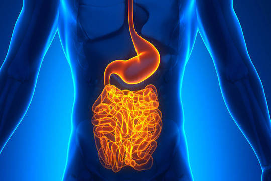 Probiotikai ir prebiotikai: kas jie ir kokią naudą turi žmogaus organizmui?