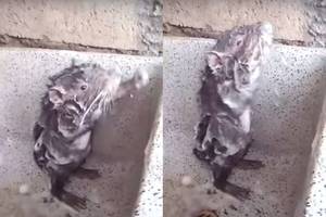 Paaiškėjo liūdna tiesa, kodėl žiurkė maudėsi duše tarsi žmogus