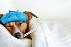 Ar įmanoma užsikrėsti gripu nuo šuns?