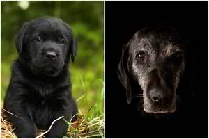 Turite šunį? Sužinokite, kiek jis gyvens